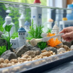 how to clean algae off aquarium decorations easy usa guide